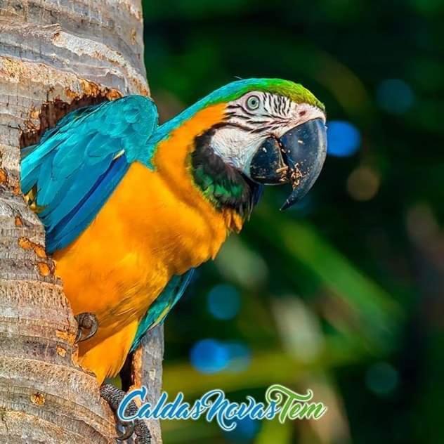 Pousada Recanto Das Araras "Com Acesso Ao Lagoa Quente" Caldas Novas Buitenkant foto